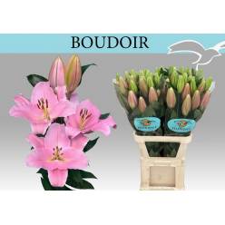 Oriental Hol. Rs. Boudoir 90cm 2 fl.