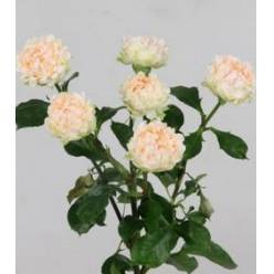 Ramificada Joyful 50cm "VOORN Premium"