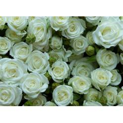 Ramificada Wedding Party 50cm "VOORN Premium"