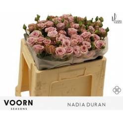 Ramificada Nadia Duran 50cm "VOORN Premium"