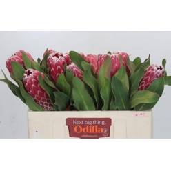 Protea Magnifica Candida 50cm