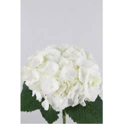 Hortensia Hol. Verena White 80cm 22/24