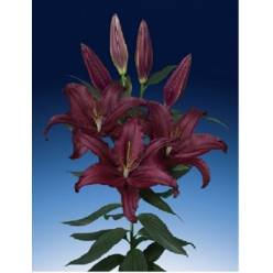 Oriental Hol. Rj. Scorpio 100cm 5 flores