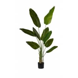 P. Strelitzia Artificial 156Hcm