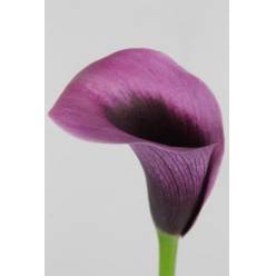 Calla Accent 60cm