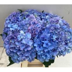 Hortensia Hol. Royal Parade 80cm 20/22 Azul