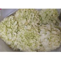 Hortensia Hol. Limelight 60cm 20/22