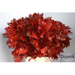 Roble Hol. Ov. Rojo 60cm