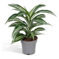 P. Dracena White Stripe 17/60cm  x6