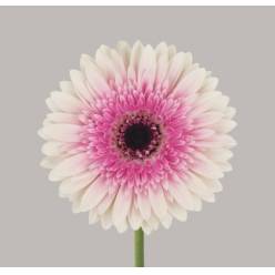 Gerbera Hol. Lisandra "T25" (7 Dias - 2�)