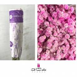 Paniculata Ecu. Tint. Pink 750gr "T25" (7 Dias - 2�)