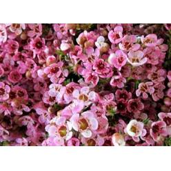 Flor Cera Hol. Sarahs Delight 40cm 20gr Rs. "T25"