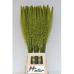 Eremurus Hol. Sh Yellow Sun 100cm (50cm flor)