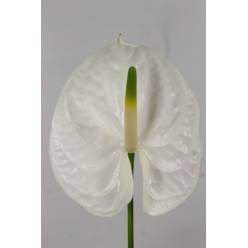 Anthurium Hol. Reina 13  "CC12"