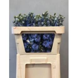 Delphinium Hol. El Dew Morning Blue 60cm