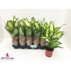 P. Dieffenbachia Camillac 17/60cm x6