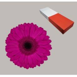 Gerbera Hol. Bon Dia Fu. "T25" (7 Dias - 2)