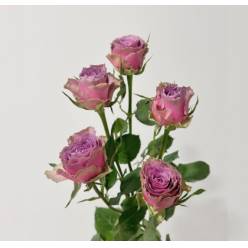 Ramificada Purple Sky 70cm malv. (7 Dias - 2)