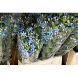 Oxypetalum Italia Blue 55cm "T25"