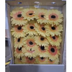 Gerbera Italia Bicolor Amarillo "T20"