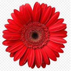 Gerbera Italia Roja "T20"