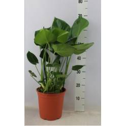 P. Monstera Deliciosa 21/85cm