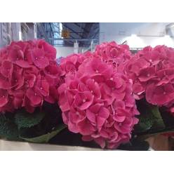 Hortensia Hol. Pink Ruby 60cm 18/20