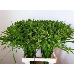 Papyrus Glaber 65cm "T50"