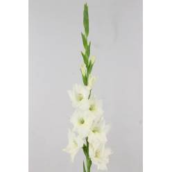Gladiolo Hol. Speed Date 120cm (55cm espiga)
