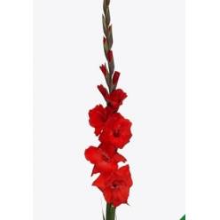 Gladiolo Hol. Fat Boy 115cm (55cm espiga) Rj.