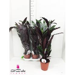 P. Calathea Rufibarba 19/70cm x5