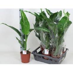 P. Dieffenbachia Galaxy 17/85cm x6