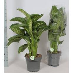 P. Dieffenbachia Se Reeva 21/80cm
