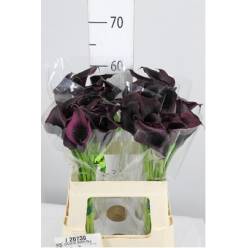 Calla Odessa 60cm (7 Dias - 2)