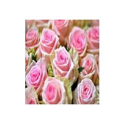 Rosa Hol. Sweet Dolomiti 60cm "A2" (7 Dias - 2)