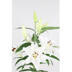 Oriental Hol. Bl. Ariosto 95cm 3 flores Bl (7 Dias - 2)