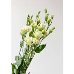 Lisiantus Nac. Lime 70cm (7 Dias - 2)