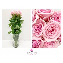 Rosa Hol. Heaven 40cm x10 (7 Dias - 2)