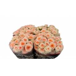 Ramificada Rosanella 40cm (7 Dias - 2)