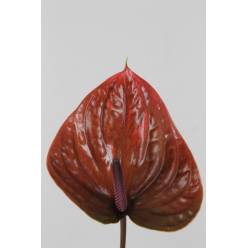 Anthurium Hol. Cantello 15  "CC10" (7 Dias - 2)