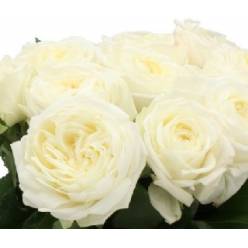 Rosa Hol. Chic White! 30cm (7 Dias - 2)