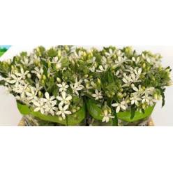 Oxypetalum Italia White 55cm "T25" (7 Dias - 2)