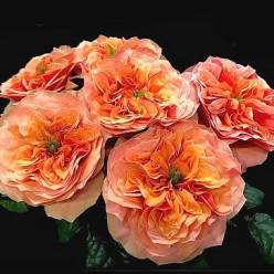 Rosa Hol. Kensin Garden 40cm (7 Dias - 2)