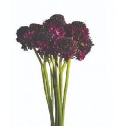 Scabiosa Ecu. Focal Purple 60cm