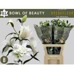 Oriental Hol. Bl. Doble Bo Of Beaut 85cm 3/4 fl.