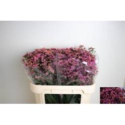 Limonium Hol. Sin Blush Diamond 60cm 25gr "T25" Fuc.