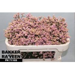 Limonium Hol. Divine Diamond 65cm 25gr "T25" Rs.