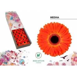 Gerbera Hol. Medina "T25"