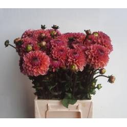 Dalia Hol. Daisy Duke 50cm "CC50"