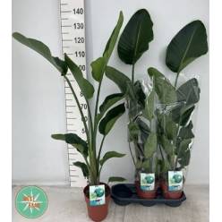 P. Strelitzia Hol. Nicolai 19/125cm
